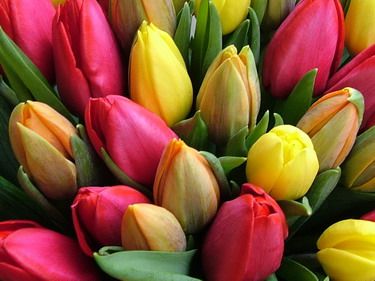 round bouquet of 50 tulips 